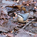 Nuthatch collecting its nuts.