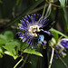 20120716-4346 Passiflora 'Soi Fah'