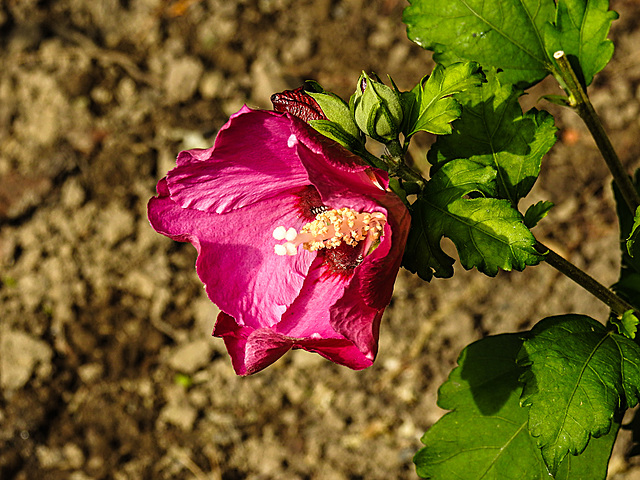 20200830 9640CPw [D~LIP] Roseneibisch (Hibiscus syriacus), Bad Salzuflen