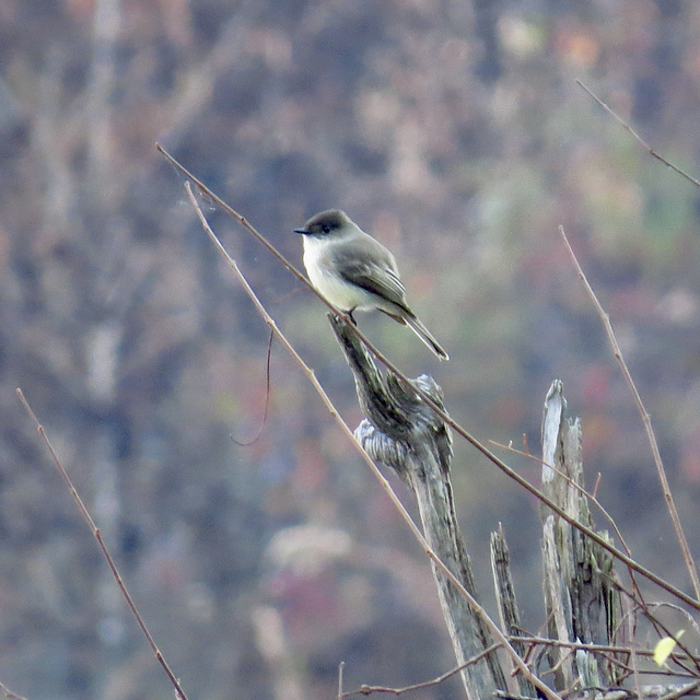 Eastern phoebe