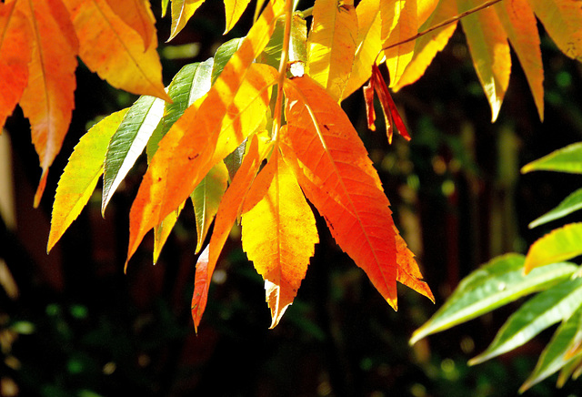 ... parade d'automne en préparation pour le sumac  ...