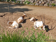 Säbelantilopen im Schweriner Zoo