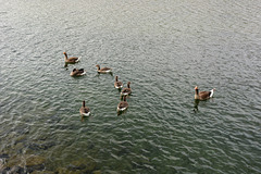 Iceland, Geese in the Silfra Pond