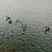 Iceland, Geese in the Silfra Pond