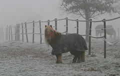 Un voisin surppris de me voir dans le brouillard