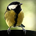 Mésange charbonnière, (Parus major) - Great Tit