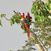 Scarlet macaws