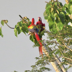 Scarlet macaws