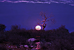 Couchant arboricole+Pip.