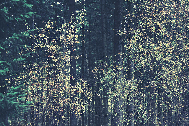Strange Trees