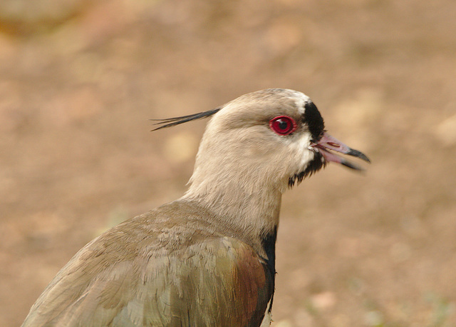 IMG 9998southernlapwing