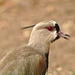 IMG 9998southernlapwing