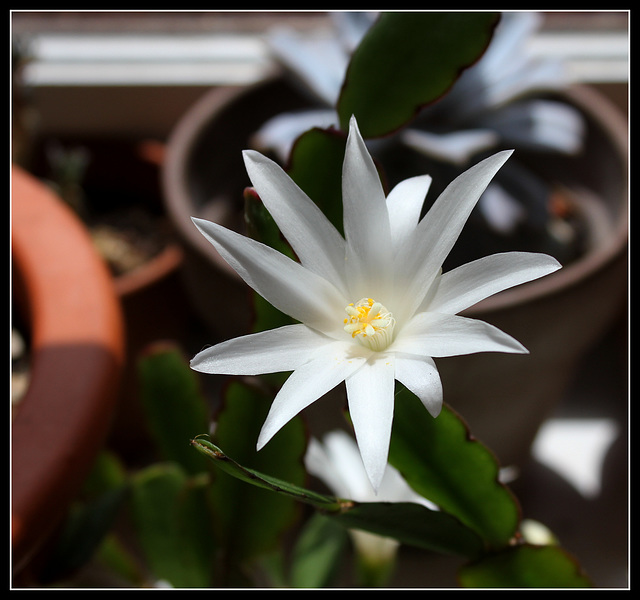 Hatiora hybride blanche (1)