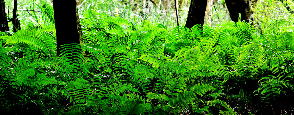 Gosforth Woods
