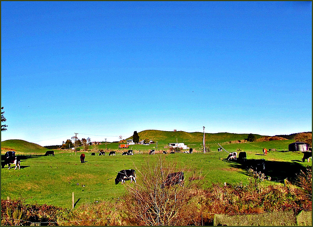 Cow Herd.