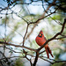 cardinal/male