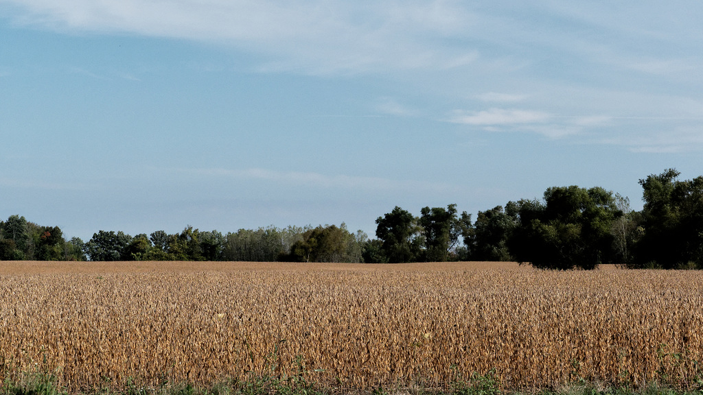 Soybeans