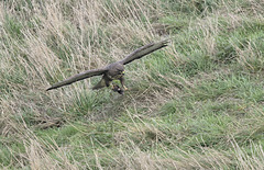 Buzzard with lunch