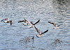 Möwen über dem Weiher