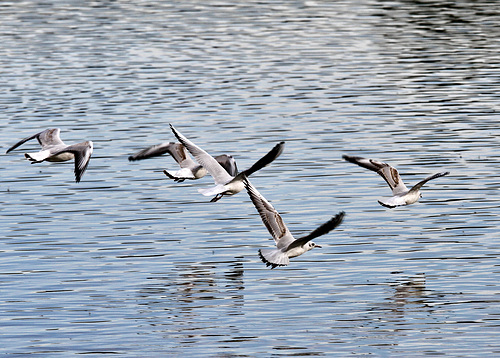 Möwen über dem Weiher