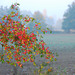 Rote Beeren und Morgennebel