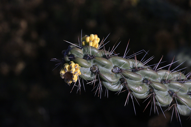 Cane Cholla and Fruits