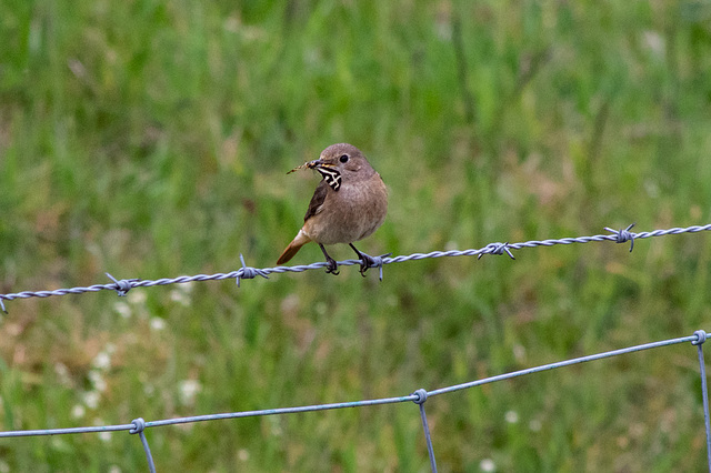 Female Redstart plus moth