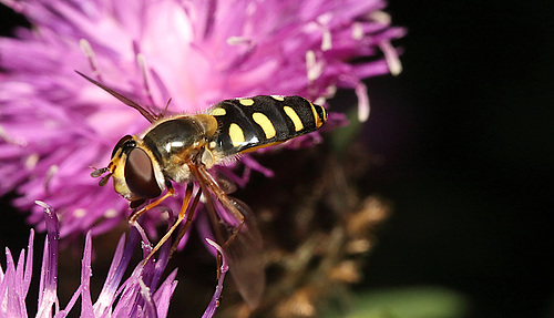 IMG 5139Hoverfly