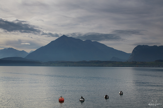 Thuner See - Niesen