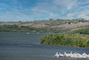 pelicans congregating at Blackstrap Lake