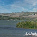 pelicans congregating at Blackstrap Lake