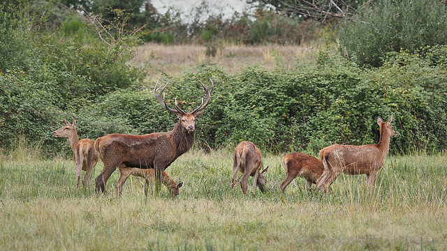 Cerf et sa harde