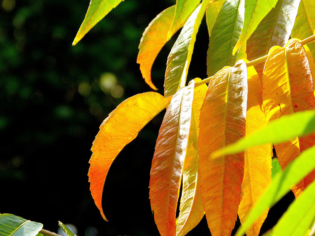 ... parade d'automne en préparation pour le sumac  ...