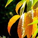 ... parade d'automne en préparation pour le sumac  ...