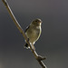 Chaffinch female on a branch