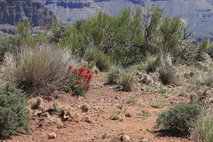 Indian Paintbrush