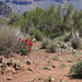 Indian Paintbrush