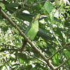 Emerald toucanet ?