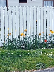Flowers along footpath.