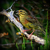 EMBERIZA CIRLUS