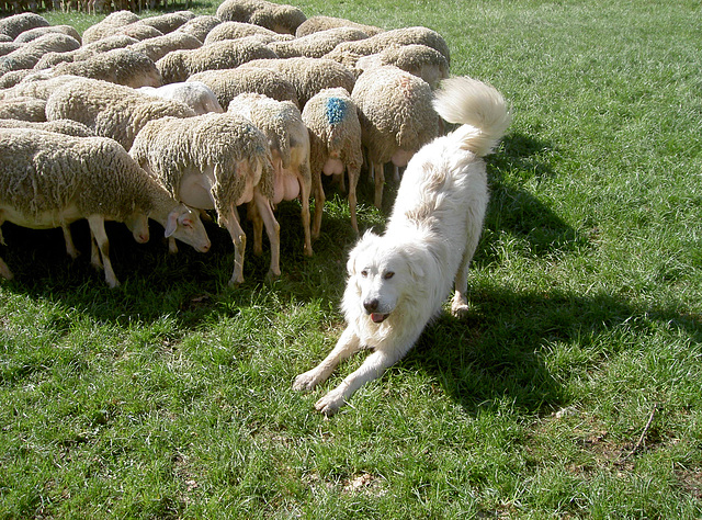 29-Les moutons sur le Causse