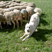 29-Les moutons sur le Causse