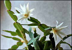 Hatiora hybride blanche (2)