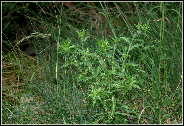 Carlina vulgaris (5)