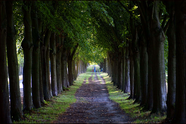 Wilhelms Lindenallee