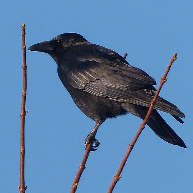 Carrion Crow - 2 November 2018