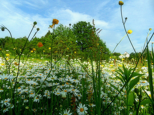 Sea of the flowers