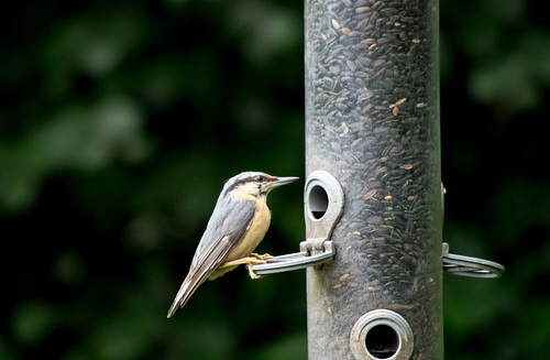 Nuthatch feeding on sunflower seed