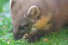 Pine Marten at breakfast on an icy morning