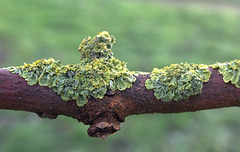 Lichen 2